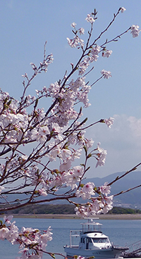 sakura